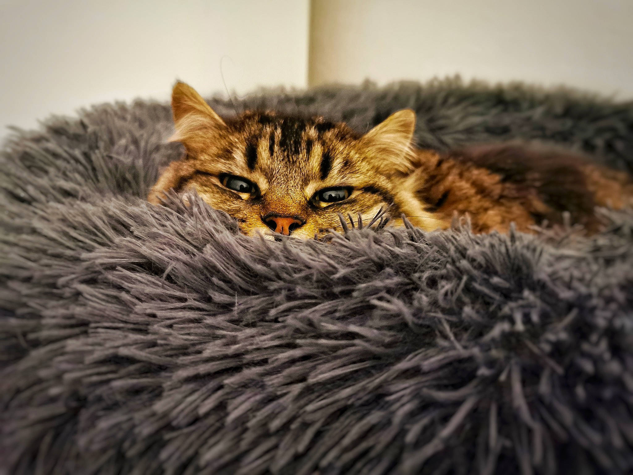 Bébé a rejoint le concours — aidez-le/la à gagner de superbes lots ! art, carnivore, cat, close_up, domestic_short_haired_cat, felidae, fur, grass, small_to_medium_sized_cats, snout, terrestrial_animal, whiskers, wildlife