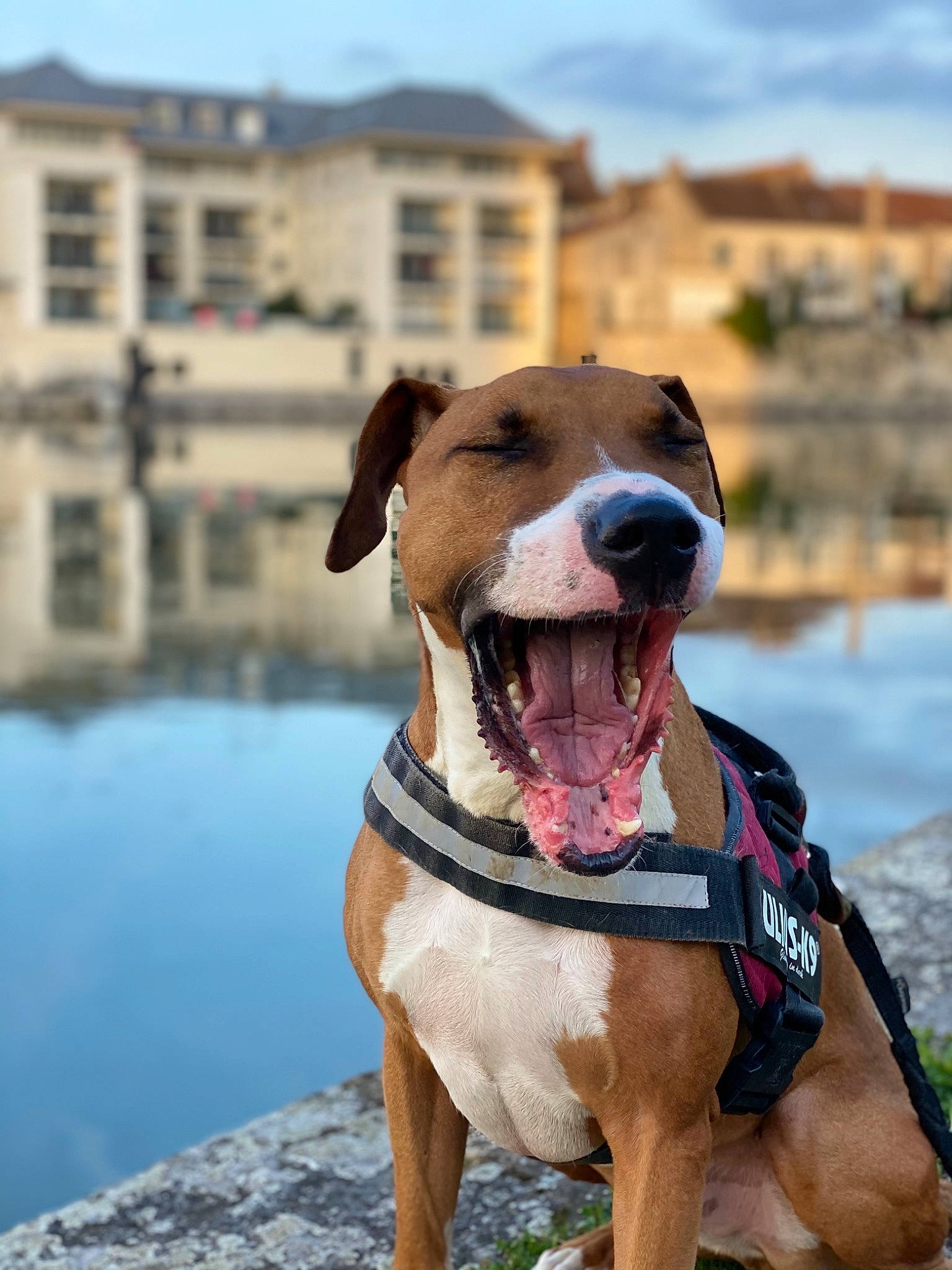 Jeffrey participe au concours pour gagner de l'argent avec cette photo : building, carnivore, cloud, collar, companion_dog, dog, dog_breed, dog_collar, dog_supply, fawn, leash, liver, pet_supply, sky, snout, sporting_group, water, whiskers, window, working_animal