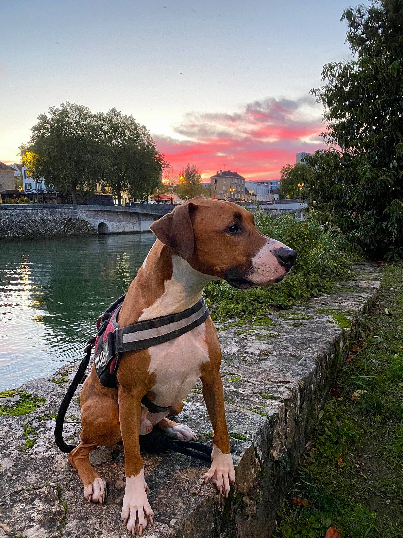 Jeffrey a rejoint le concours — aidez-le/la à gagner de superbes lots ! carnivore, cloud, collar, companion_dog, dog, dog_breed, dog_collar, dog_supply, fawn, grass, landscape, leash, leisure, pet_supply, plant, sky, sporting_group, tree, water, working_animal