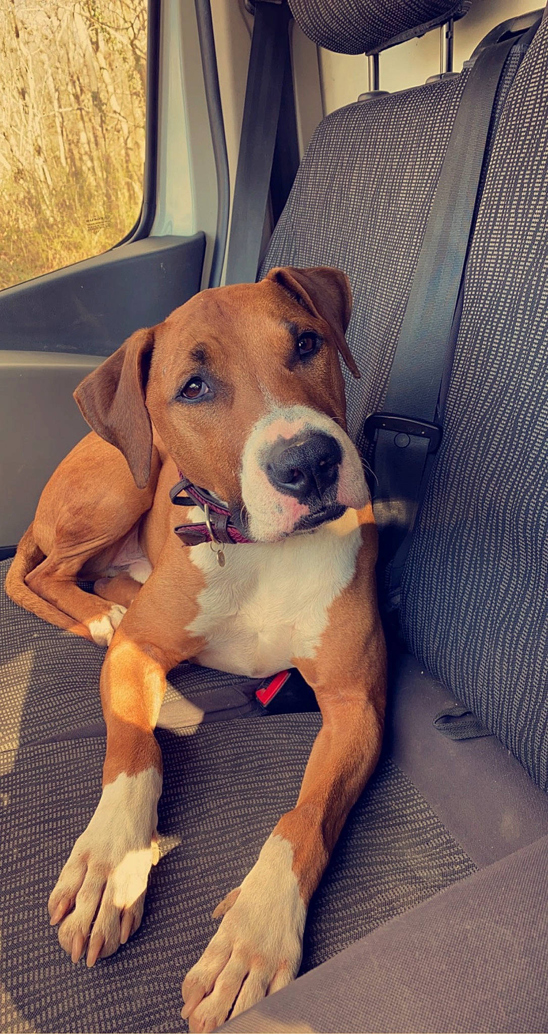 Jeffrey participe au concours pour gagner de l'argent avec cette photo : canidae, carnivore, collar, comfort, companion_dog, dog, dog_breed, dog_collar, fawn, hound, human_leg, paw, pet_supply, puppy, puppy_love, selfie, sporting_group, thigh, whiskers, working_animal