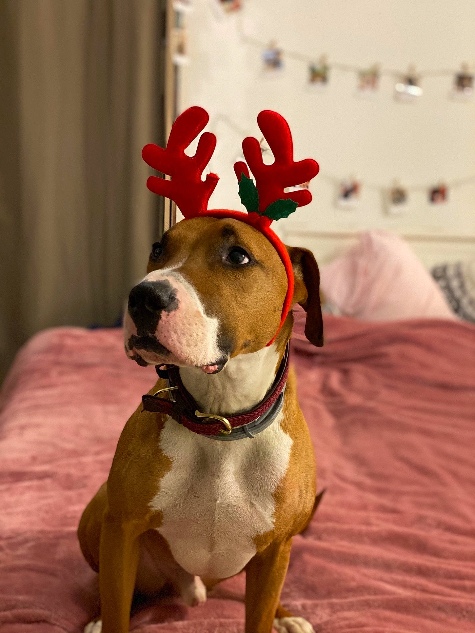 Jeffrey a rejoint le concours — aidez-le/la à gagner de superbes lots ! ball, carmine, carnivore, collar, companion_dog, curtain, deer, dog, dog_breed, dog_clothes, dog_collar, dog_supply, event, fawn, fur, hat, leash, pet_supply, snout, working_animal