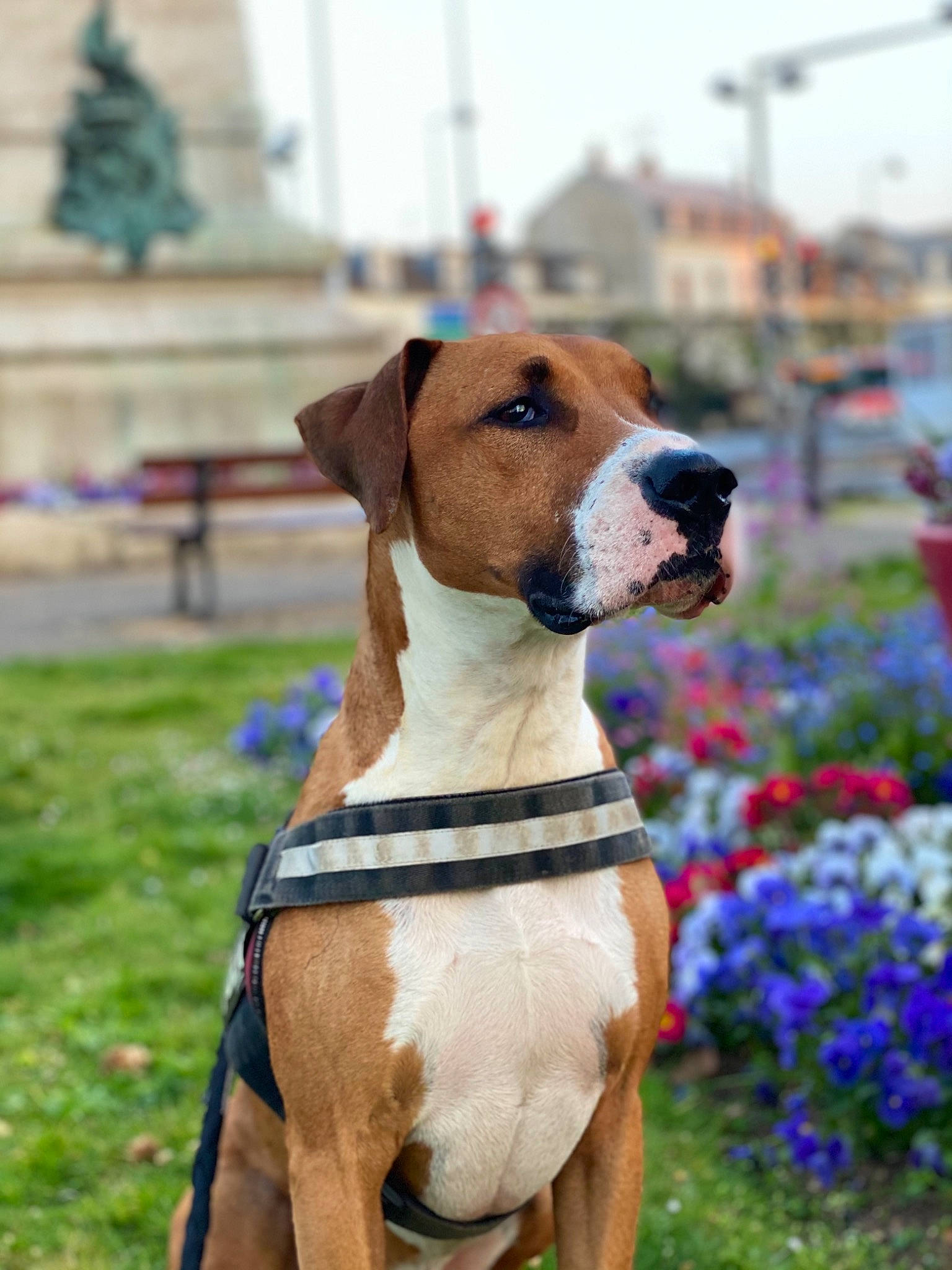 Jeffrey a rejoint le concours — aidez-le/la à gagner de superbes lots ! carnivore, collar, companion_dog, dog, dog_breed, dog_collar, dog_supply, fawn, flower, grass, leash, liver, pet_supply, plant, sky, snout, sporting_group, tail, working_animal, working_dog