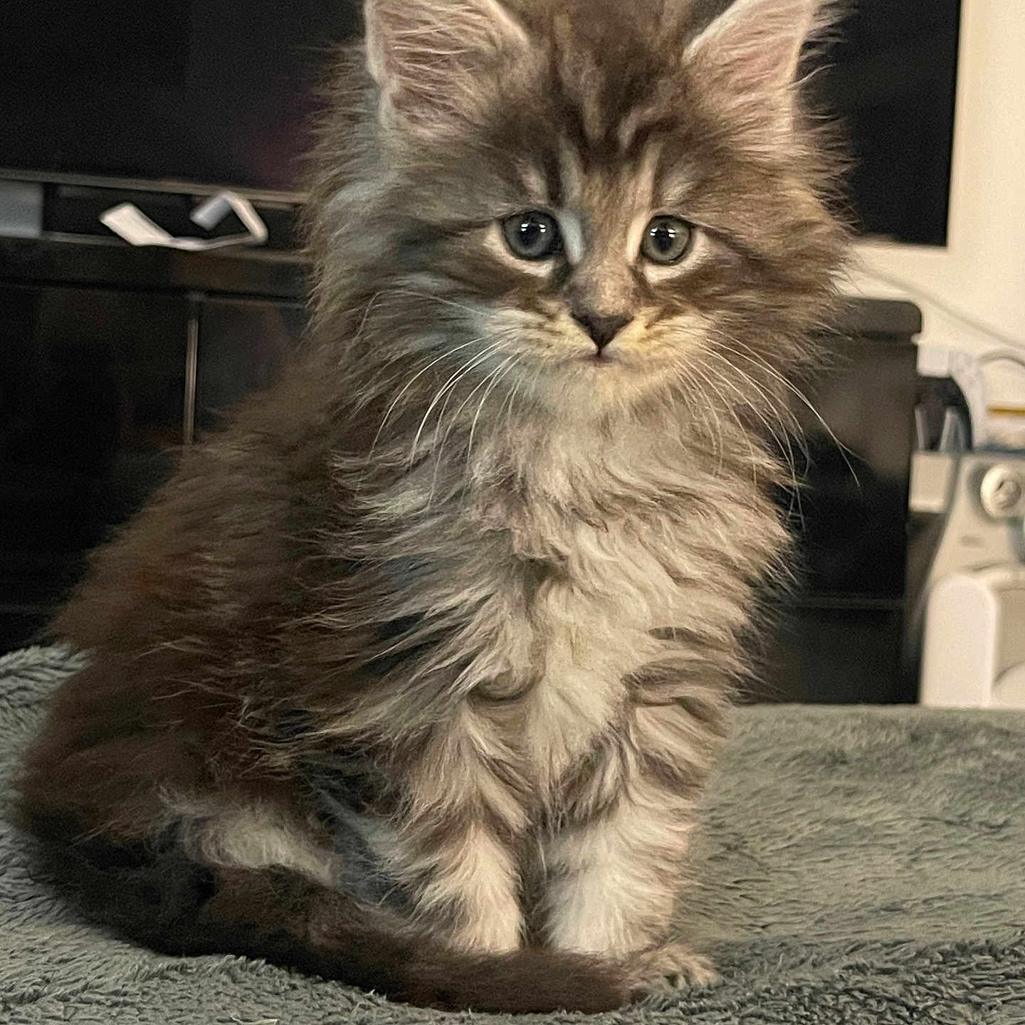 Arlo a rejoint le concours — aidez-le/la à gagner de superbes lots ! abyssinian, angora, animal, brasssection, cat, computerhardware, electronics, hardware, hardwood, horn, indoors, kitten, manx, monitor, musicalinstrument, pet, screen, siamese, tv, wood