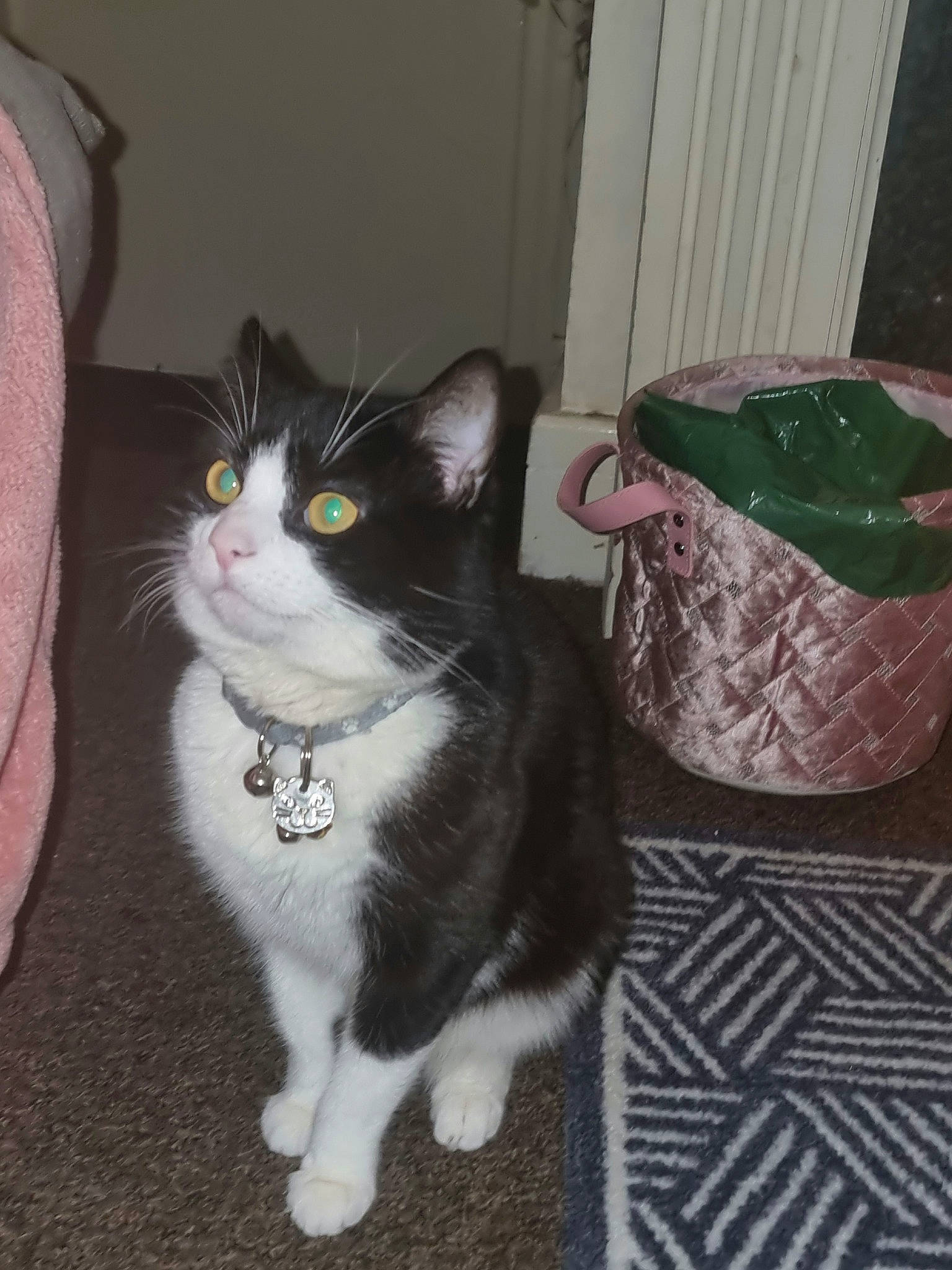 Jett joined the competition — help win amazing prizes! carnivore, cat, domestic_short_haired_cat, door, felidae, flooring, fur, grey, paw, small_to_medium_sized_cats, snout, tail, whiskers, window