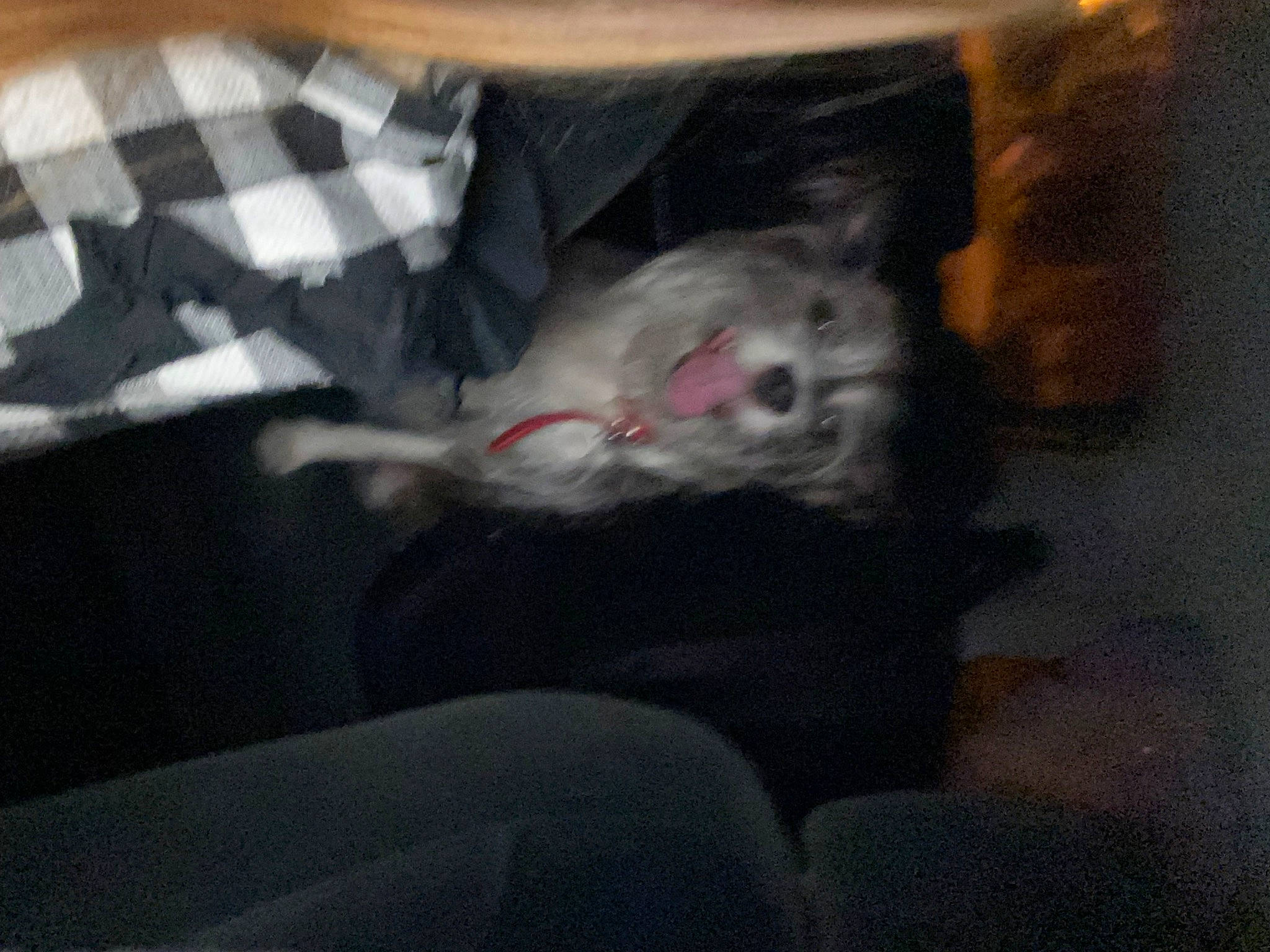 Havana a rejoint le concours — aidez-le/la à gagner de superbes lots ! canidae, carnivore, cat, comfort, companion_dog, dog_breed, domestic_short_haired_cat, ear, fawn, felidae, fur, grey, leg, nap, paw, small_to_medium_sized_cats, snout, sporting_group, tail, whiskers