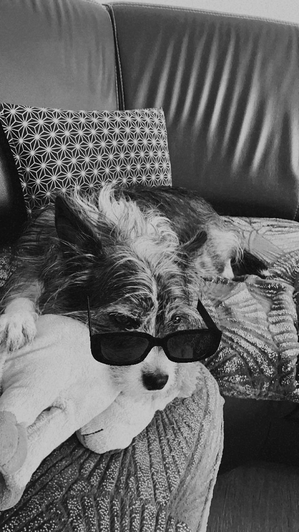 Havana participe au concours pour gagner de l'argent avec cette photo : beard, black, black_and_white, comfort, couch, eyewear, fur, glasses, goggles, grey, mammal, monochrome, monochrome_photography, room, style, sunglasses, textile, tints_and_shades, vision_care, white