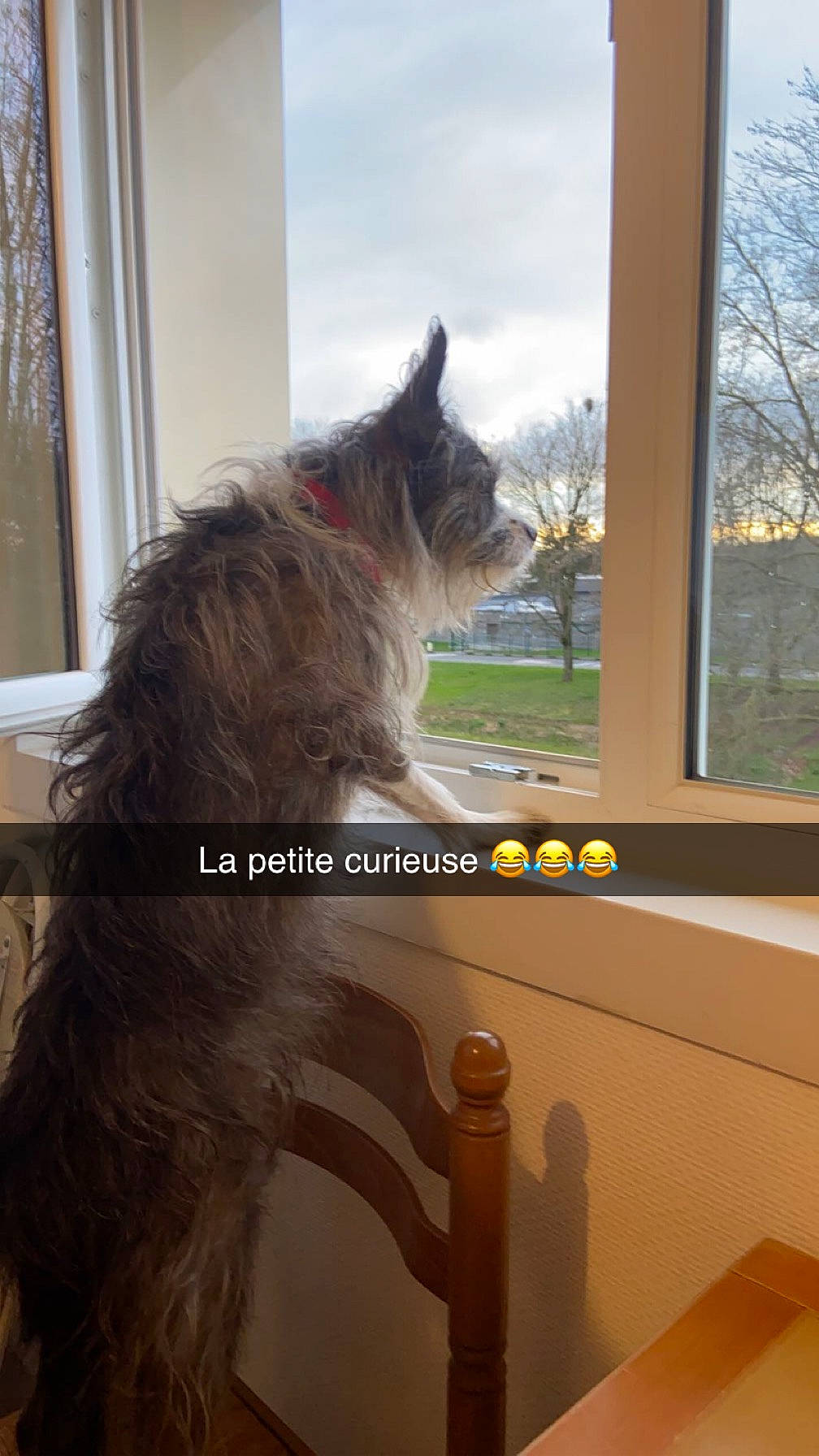 Havana a rejoint le concours — aidez-le/la à gagner de superbes lots ! canidae, carnivore, cat, cloud, companion_dog, dog_breed, fawn, felidae, fur, glass, paw, plant, sky, small_to_medium_sized_cats, snout, tail, tree, whiskers, window, wood