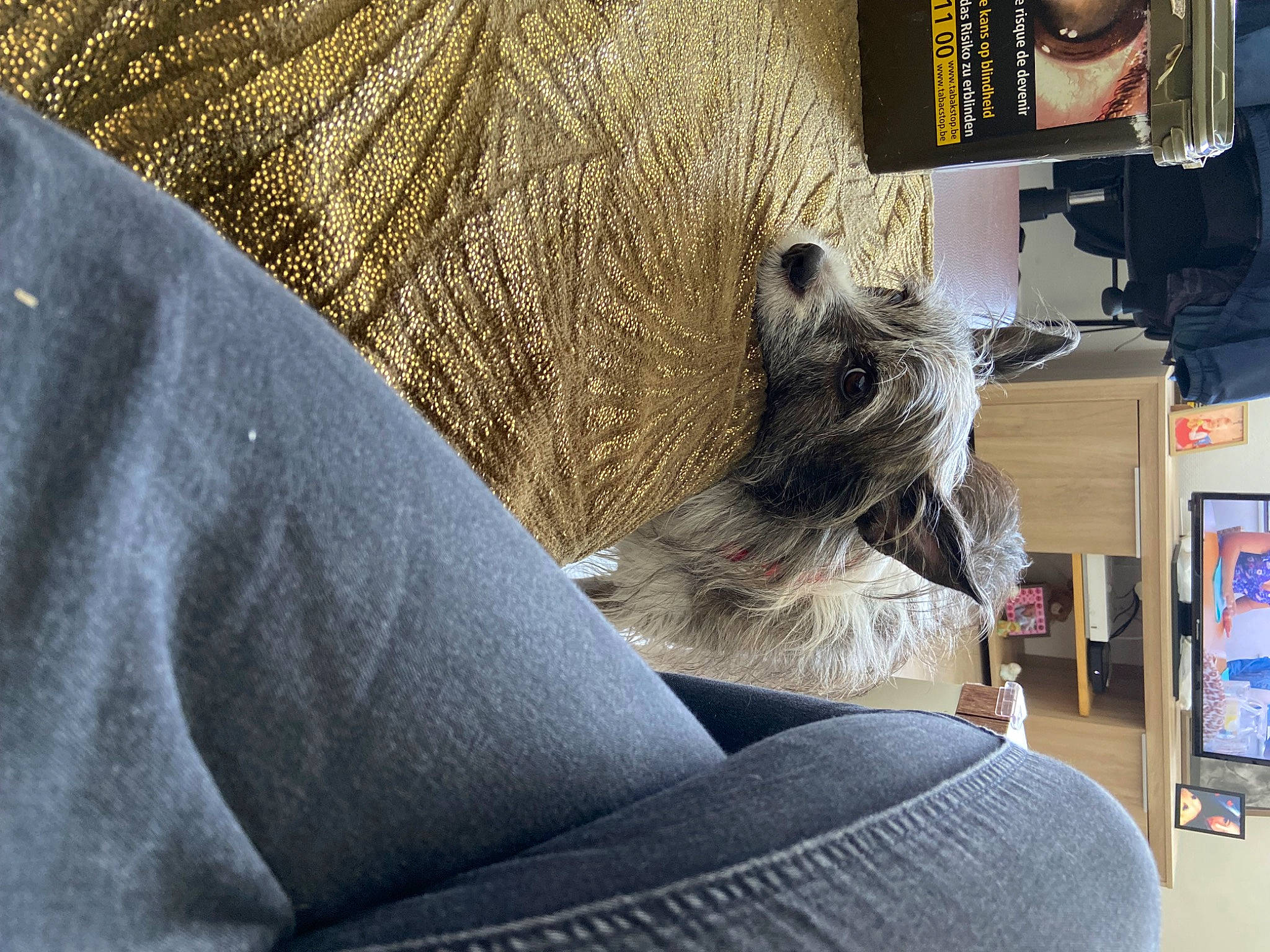 Havana a rejoint le concours — aidez-le/la à gagner de superbes lots ! canidae, carnivore, comfort, companion_dog, dog, dog_breed, eyewear, fawn, felidae, flooring, fur, grey, human_leg, machine, room, sitting, snout, sporting_group, whiskers, wood