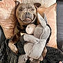 dog, stuffed_toy, donkey, plush, pillow, blanket, couch, cozy, pet, indoor, cute, smiling, relaxed, animal, fur, brown, soft, comfort, home, resting