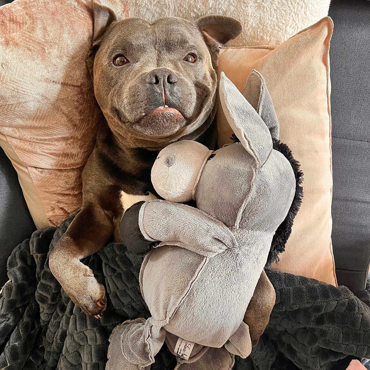 Oscar a rejoint le concours — aidez-le/la à gagner de superbes lots ! animal, blanket, brown, comfort, couch, cozy, cute, dog, donkey, fur, home, indoor, pet, pillow, plush, relaxed, resting, smiling, soft, stuffed_toy