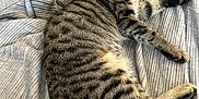 Tuna joined the competition — help win amazing prizes! cat, tabby, striped, blanket, jeans, feline, pet, sleeping, relaxed, cozy, indoor, fur, whiskers, paw, couch, resting, cute, animal, mammal, domestic