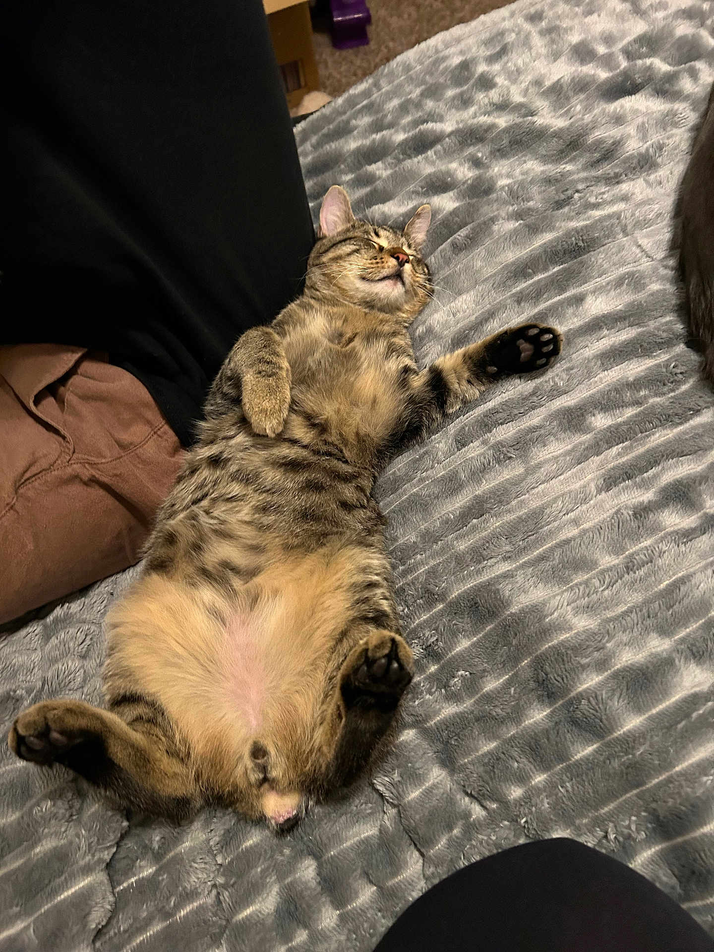 Tuna is registered to the contest to win money with this photo: cat, tabby, sleeping, relaxed, pet, indoor, feline, fur, paw, whiskers, bed, blanket, cozy, cute, animal, resting, mammal, soft, comfort, domestic