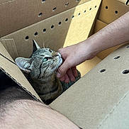 Tuna is registered to the contest to win money with this photo: cat, tabby, cardboard_box, human_hand, pet, indoor, sunlight, feline, animal, cute, scratching, green_eyes, whiskers, fur, relaxed, close_up, domestic_cat, comfort, interaction, cozy