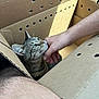animal, cardboard_box, cat, close_up, comfort, cozy, cute, domestic_cat, feline, fur, green_eyes, human_hand, indoor, interaction, pet, relaxed, scratching, sunlight, tabby, whiskers