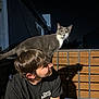 Green Bean joined the competition — help win amazing prizes! cat, person, night, outdoor, head, animal, pet, gray_cat, young_man, shadow, fence, black_tshirt, hair, looking, sitting, playful, light, dark_background, side_view, casual