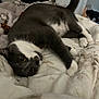 cat, gray_cat, white_paws, white_chest, lying_down, bed, blanket, indoor, pet, feline, curious, relaxed, whiskers, tail, domestic_animal, cozy, soft_lighting, closeup, sleepy, companion