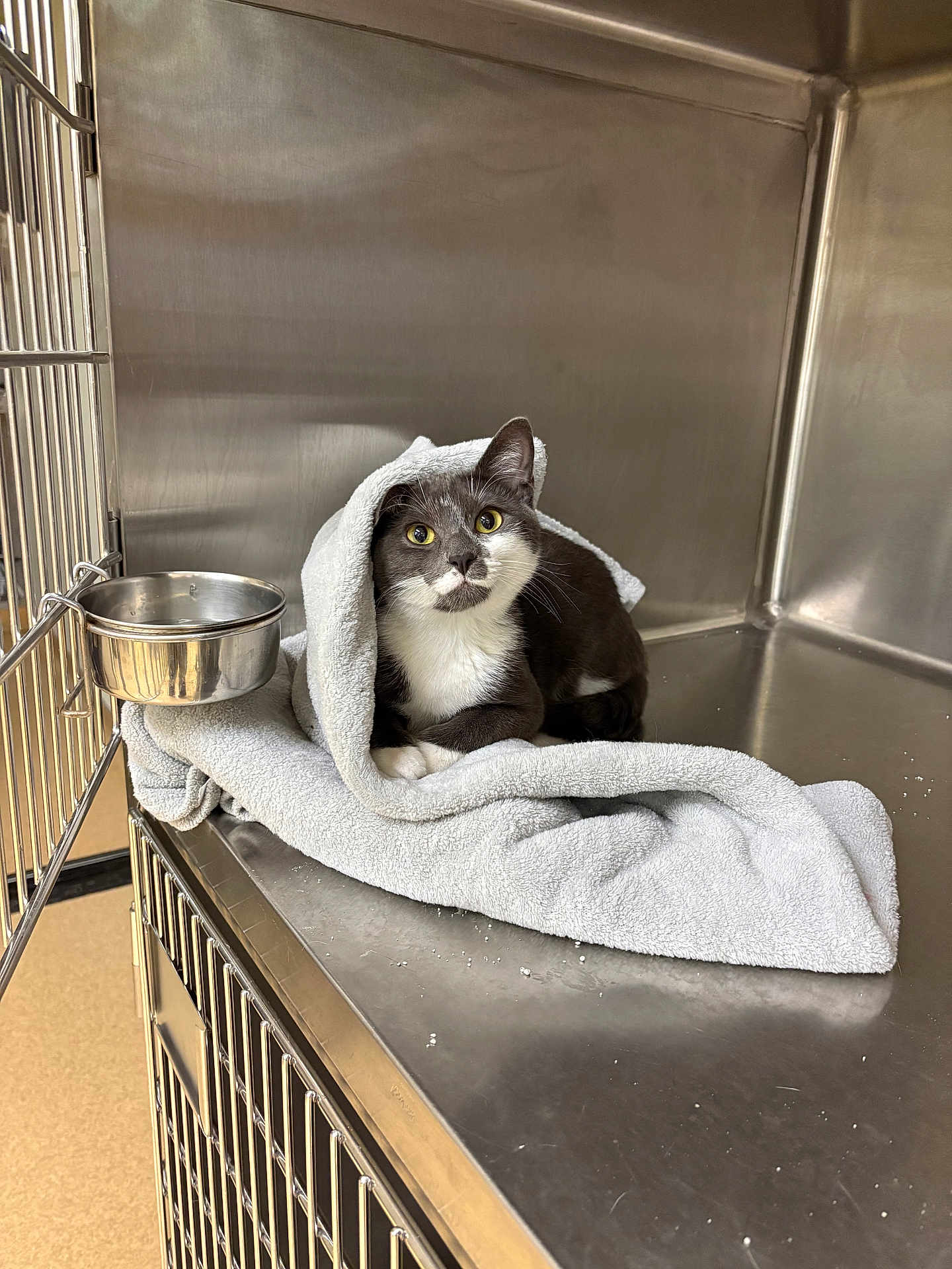 Green Bean is registered to the contest to win money with this photo: cat, tuxedo_cat, towel, kennel, stainless_steel, animal, pet, indoor, curious, resting, cozy, gray, white, yellow_eyes, cage, metal, clean, quiet, cute, shelter