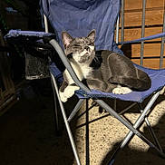 Green Bean is registered to the contest to win money with this photo: cat, gray_cat, white_paws, folding_chair, blue_chair, indoor, shadow, light, relaxed, resting, pet, animal, feline, seat, metal_frame, floor, wooden_wall, quiet, calm, cozy