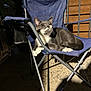 cat, gray_cat, white_paws, folding_chair, blue_chair, indoor, shadow, light, relaxed, resting, pet, animal, feline, seat, metal_frame, floor, wooden_wall, quiet, calm, cozy