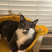 Green Bean is registered to the contest to win money with this photo: animal, cat, cozy, curious, domestic_animal, ears, feline, fur, home, indoor, looking_up, paws, pet, relaxed, sitting, soft_lighting, tuxedo_cat, whiskers, window_blinds, yellow_cat_tree