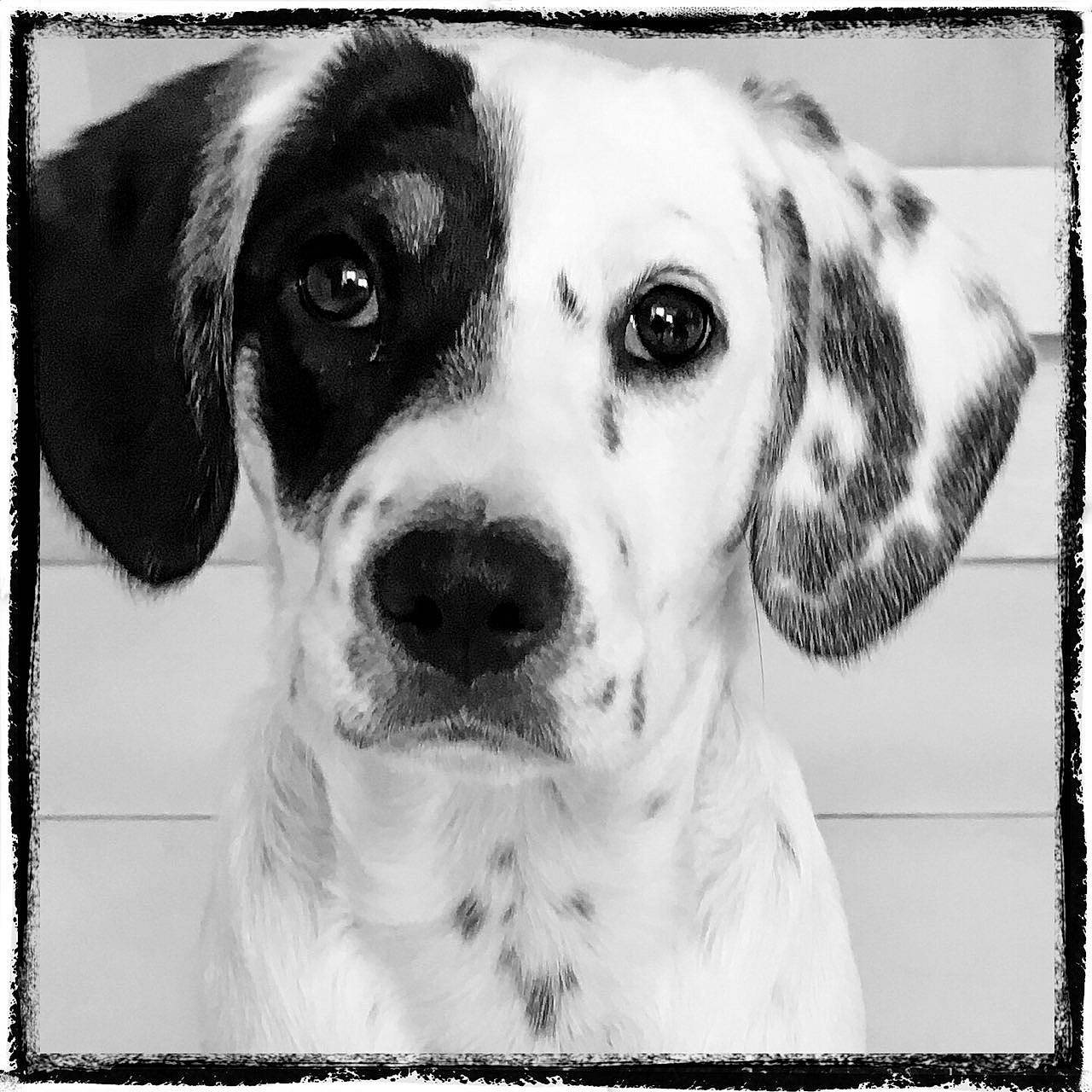 Pixel participe au concours pour gagner de l'argent avec cette photo : beagle, black_and_white, canidae, carnivore, companion_dog, dalmatian, dog, dog_breed, mammal, photography, pointer, rare_breed_dog, snout, sporting_group, vertebrate, whiskers