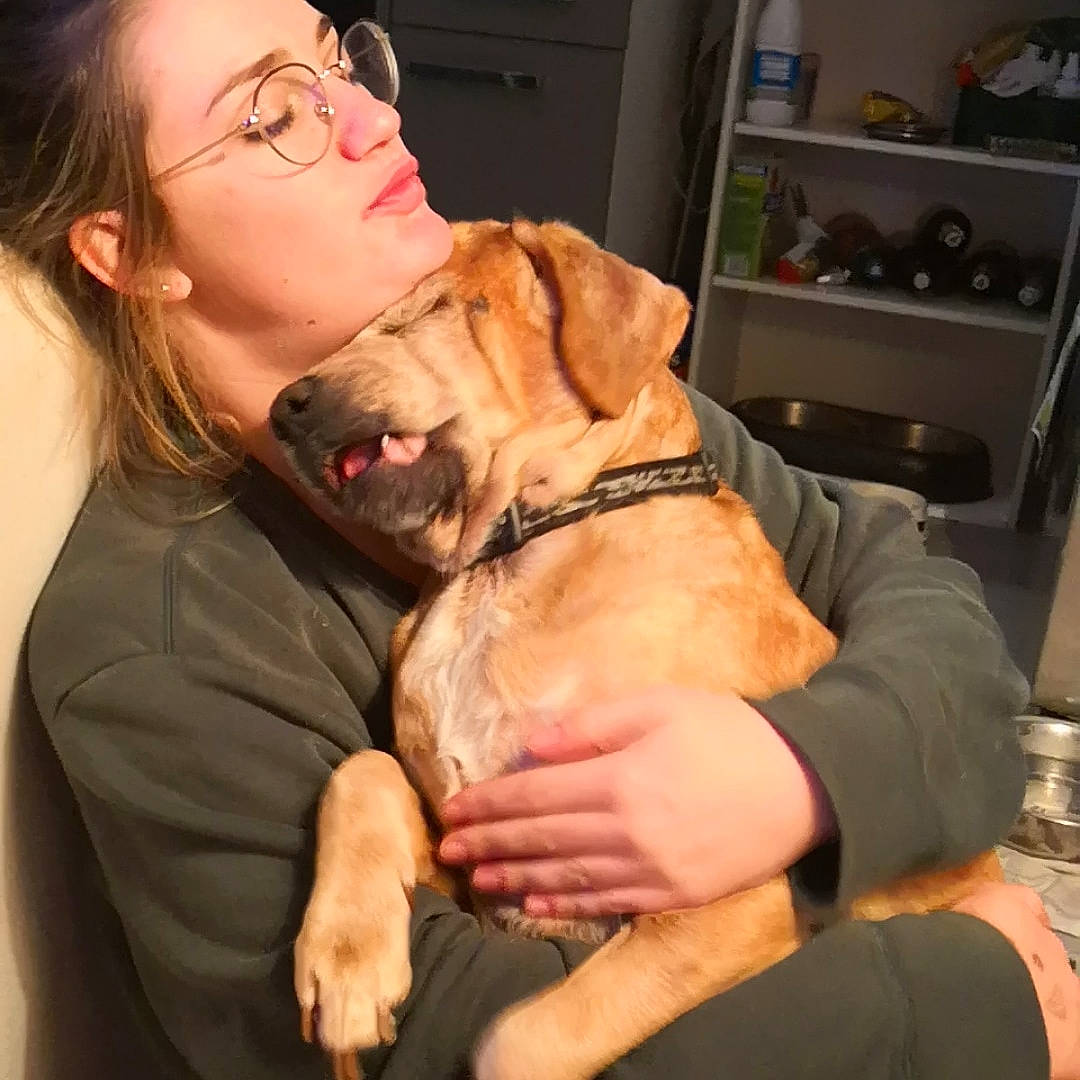 Dunes a rejoint le concours — aidez-le/la à gagner de superbes lots ! carnivoran, companion_dog, dog, dog_breed, dog_breed_group, dog_like_mammal, dogue_de_bordeaux, ear, labrador_retriever, neck, person, puppy_love, retriever, snout, sporting_group