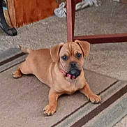 Biscuit joined the competition — help win amazing prizes! puppy, dog, brown, collar, carpet, indoor, furniture, floor, pet, animal, young, cute, small, lying, looking, ears, tail, home, curious, domestic