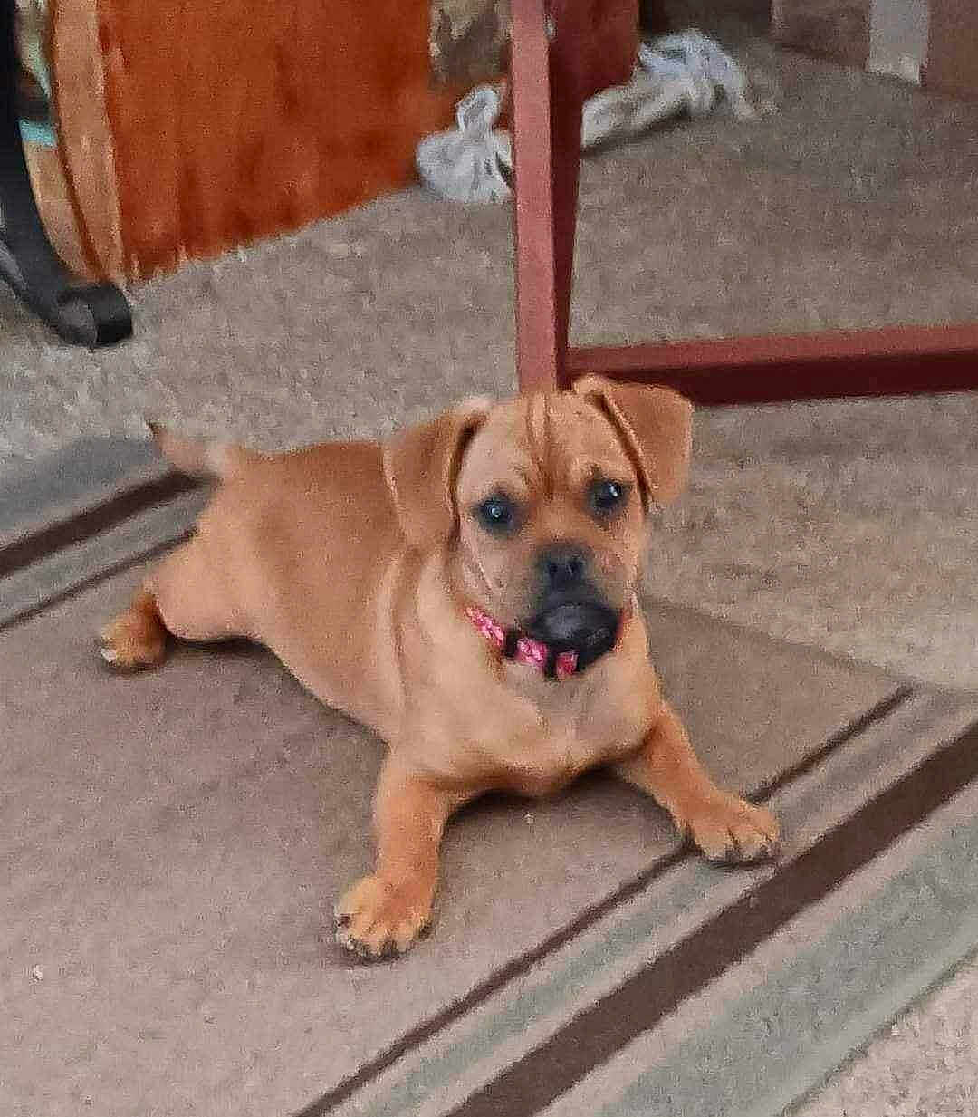 Biscuit joined the competition — help win amazing prizes! puppy, dog, brown, collar, carpet, indoor, furniture, floor, pet, animal, young, cute, small, lying, looking, ears, tail, home, curious, domestic