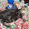 Baloo participe au concours pour gagner de l'argent avec cette photo : cat, tabby, feline, pet, animal, long_hair, striped_fur, green_eyes, whiskers, ears, lying_down, relaxed, indoor, kitchen, table, floral_tablecloth, blue_basin, groceries, portrait, household