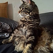 Baloo participe au concours pour gagner de l'argent avec cette photo : cat, tabby_cat, fluffy, longhaired, pet, animal, feline, sitting, portrait, whiskers, ears, tail, fur, striped, brown, gray, couch, indoor, home, closeup