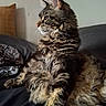 cat, tabby_cat, fluffy, longhaired, pet, animal, feline, sitting, portrait, whiskers, ears, tail, fur, striped, brown, gray, couch, indoor, home, closeup