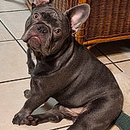 Blue is registered to the contest to win money with this photo: french_bulldog, dog, pet, indoor, tile_floor, wicker_cabinet, curious_expression, ears_up, sitting, brown, short_hair, portrait, companion, animal, cute, domestic, paw, flooring, resting, home