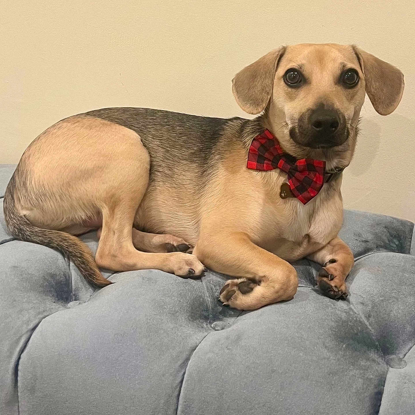 Bourbon joined the competition — help win amazing prizes! animal, bow_tie, brown, canine, collar, couch, cute, dog, domestic_animal, ears, fur, indoor, looking_at_camera, paws, pet, plush, portrait, relaxed, resting, tufted