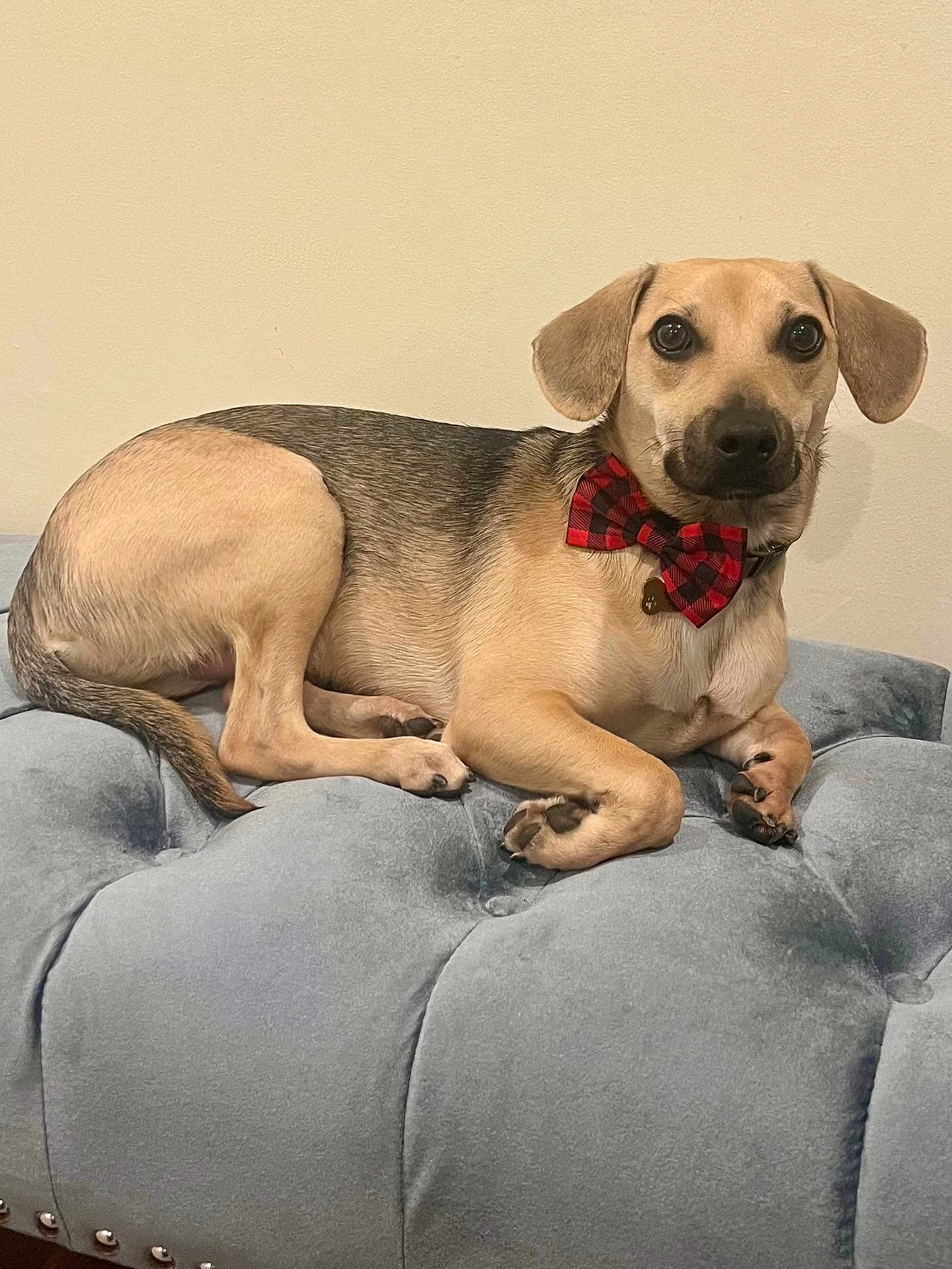 Bourbon joined the competition — help win amazing prizes! animal, bow_tie, brown, canine, collar, couch, cute, dog, domestic_animal, ears, fur, indoor, looking_at_camera, paws, pet, plush, portrait, relaxed, resting, tufted
