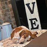 Sully is registered to the contest to win money with this photo: dog, sleeping, blanket, indoor, cozy, brown, white, patterned_blanket, decor, wooden_sign, heart, brick_wall, resting, pet, canine, animal, homedecor, cushion, relaxing, peaceful