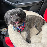 Sir is registered to the contest to win money with this photo: dog, pet, bandana, car_interior, pet_bed, red_seat, black_seat, happy, smiling, fur, small_dog, canine, animal, domestic_animal, cute, tongue_out, looking_at_camera, indoor, close_up, seat