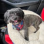dog, pet, bandana, car_interior, pet_bed, red_seat, black_seat, happy, smiling, fur, small_dog, canine, animal, domestic_animal, cute, tongue_out, looking_at_camera, indoor, close_up, seat
