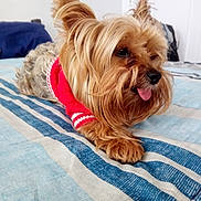 Solo is registered to the contest to win money with this photo: animal, bed, blanket, canine, cute, dog, ears_up, fur, fur_texture, indoor, nose, paw, pet, red_sweater, relaxed, resting, small_dog, striped, tongue_out, yorkshire_terrier