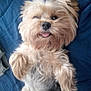 Solo is registered to the contest to win money with this photo: adorable, animal, blue_background, canine, close_up, companion, cute, cute_pet, dog, fluffy, friendly, fur, indoor, lying_down, mammal, pet, playful, relaxed, small_dog, tongue_out