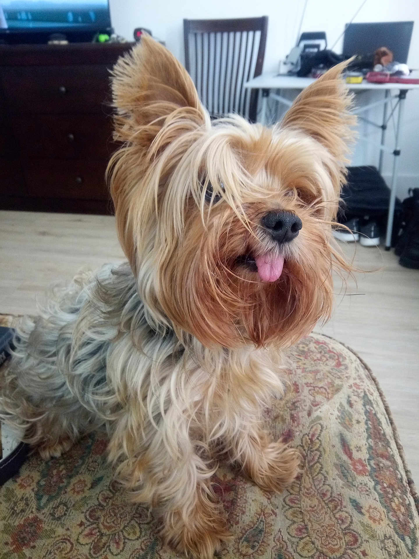 Solo joined the competition — help win amazing prizes! dog, pet, indoor, fur, tongue, cute, small_dog, yorkshire_terrier, cushion, pattern, wooden_floor, furniture, desk, computer, chair, home, animal, portrait, curly_fur, ears