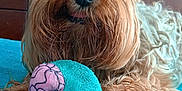 Solo is registered to the contest to win money with this photo: animal, bed, blue, brown, closeup, cute, dog, ears, face, fur, indoor, looking, paw, pet, playful, plush_toy, small_dog, texture, toy, yorkshire_terrier