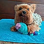 Solo is registered to the contest to win money with this photo: dog, toy, plush_toy, bedroom, towel, brown_dog, curly_fur, small_dog, pet, cute, indoor, wooden_headboard, carpet, playful, animal, fur, eyes, snout, paw, resting