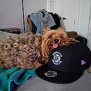 Solo joined the competition — help win amazing prizes! dog, curly_fur, bed, black_cap, tongue_out, indoor, clothes, chair, door, blanket, pet, cute, resting, fur, canine, animal, sleepy, cozy, hat, tongue