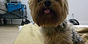 Solo is registered to the contest to win money with this photo: dog, pet, cute, tongue_out, fur, small_dog, indoor, blanket, floor, ears, animal, canine, curious, home, resting, looking_up, cozy, furniture, storage, light