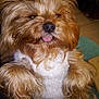 Solo is registered to the contest to win money with this photo: adorable, animal, brown, canine, close_up, companionship, cozy, cute, cute_pet, dog, fluffy, friendly, fur, indoor, mammal, paw, pet, small_dog, tongue_out, white_sweater