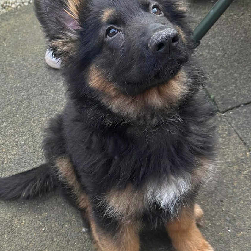 Neo joined the competition — help win amazing prizes! accessories, animal, canine, clothing, cockerspaniel, dog, footwear, germanshepherd, husky, pet, policedog, puppy, shoe, slate, snout, strap