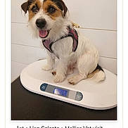 Mollie is registered to the contest to win money with this photo: animal, brown_and_white, companion, cute, dog, floor, friendly, fur, happy, harness, indoor, pet, portrait, scale, sitting, small_dog, smiling, veterinary, weight_scale, white_dog