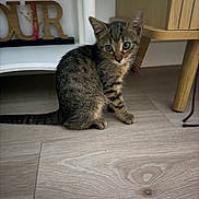 Hades a rejoint le concours — aidez-le/la à gagner de superbes lots ! kitten, cat, tabby, indoor, wood_floor, furniture, decor, letters, curious, animal, pet, young, small, whiskers, ears, tail, eyes, sitting, floor, domestic