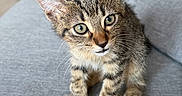 Hades a rejoint le concours — aidez-le/la à gagner de superbes lots ! kitten, cat, tabby, pet, animal, feline, cute, young, small, sitting, indoor, couch, gray, fur, whiskers, ears, eyes, curious, domestic, home
