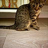 Hades participe au concours pour gagner de l'argent avec cette photo : kitten, cat, tabby, pet, animal, fur, whiskers, floor, wooden_floor, indoor, curious, small, young, ears, sitting, looking, decor, letters, brown, cozy